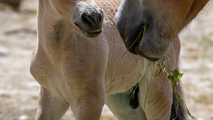 Erstmals seit fast zehn Jahren gab es im Tierpark Hellabrunn Nachwuchs bei den Przewalski-Pferden. Erstmals seit fast zehn Jahren gab es im Tierpark Hellabrunn Nachwuchs bei den Przewalski-Pferden.
