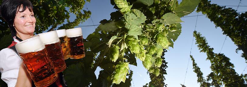 Der heiße Sommer sorgt für die schlechteste Hopfenernte seit Jahren. Was hat das für Auswirkungen auf den Bierpreis?