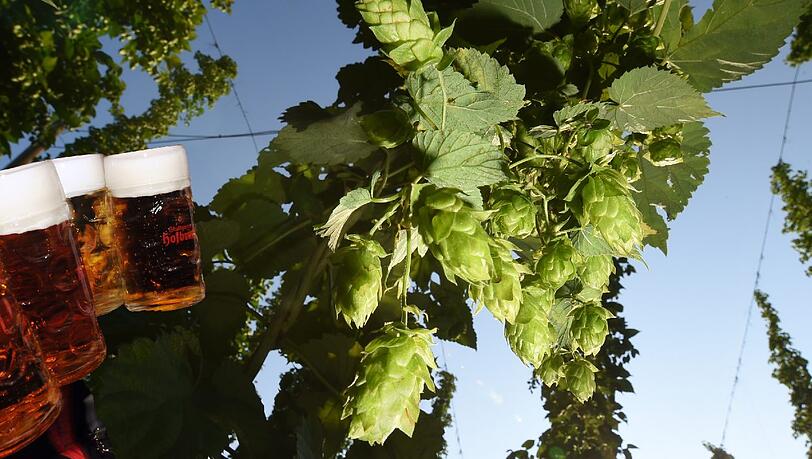 Der heiße Sommer sorgt für die schlechteste Hopfenernte seit Jahren. Was hat das für Auswirkungen auf den Bierpreis? Der heiße Sommer sorgt für die schlechteste Hopfenernte seit Jahren. Was hat das für Auswirkungen auf den Bierpreis?