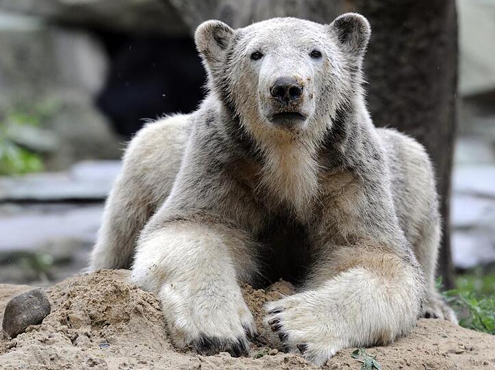 Eisbären im Zoo und in freier Wildbahn. Wir haben die schönsten Bilder der kuscheligen Riesen für Sie zusammengestellt.