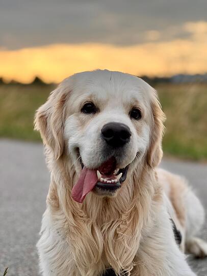 Schorschi, liebevoll auch Baby Schorschi genannt, ist ein Golden Retriever mit einer ganz besonderen Aufgabe: Er begleitet mich im Alltag und auf eine therapeutische Wohngruppe. Mit seiner ruhigen, freundlichen und lebenslustigen Art zaubert er uns allen ein Lächeln ins Gesicht.