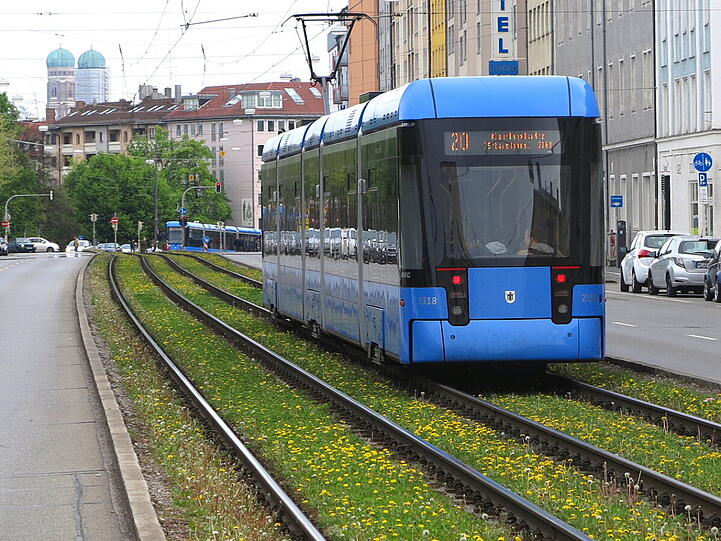 Die Gleise der Trambahn sind in der Dachauerstraße rund um Stiglmaierplatz mit Löwenzahn bewachsen.