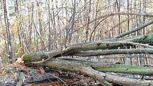 Nachdem ein Biber diese Weide angeknabbert hatte, musste die Feuerwehr den Baum am Wochenende absägen. Nachdem ein Biber diese Weide angeknabbert hatte, musste die Feuerwehr den Baum am Wochenende absägen.