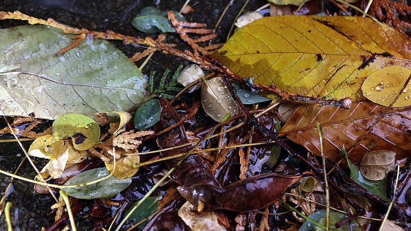 Weitere Herbst-Impressionen vom AZ-Stadtspaziergänger.