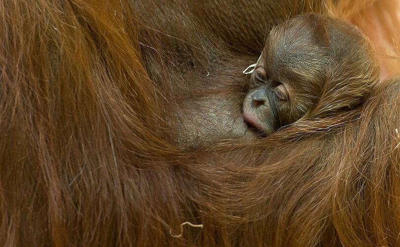 Das Orang-Utan-Baby von Hellabrunn. Die Bilder zum Durchklicken.