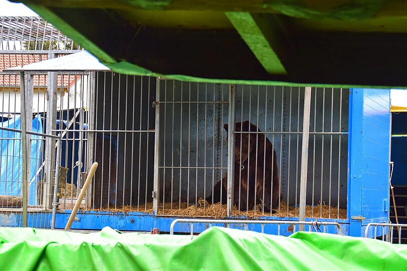 Ben war Deutschlands letzter Zirkus-Bär. Die Tierschützer hoffen, dass er auf einem Gnadenhof unterkommt.