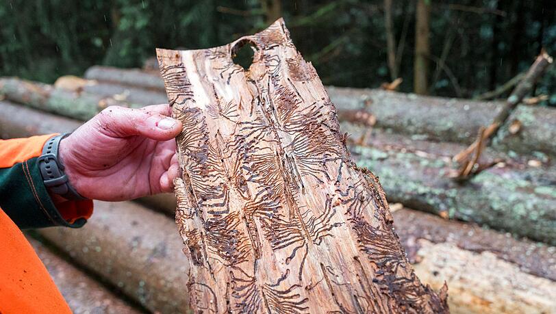 Borkenkäfer legen in der für den Baum lebenswichtigen Bastschicht Gänge an. Dadurch stirbt dieser irgendwann ab. (Archivbild)