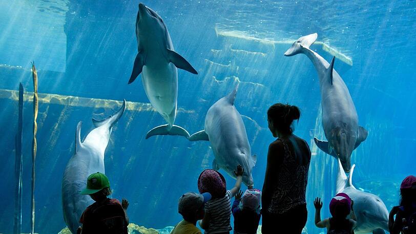 Kinder betrachten Delfine im Nürnberger Tierpark. Die 2011 eröffnete Lagune stellte sich kurze Zeit später als Sanierungsfall heraus.