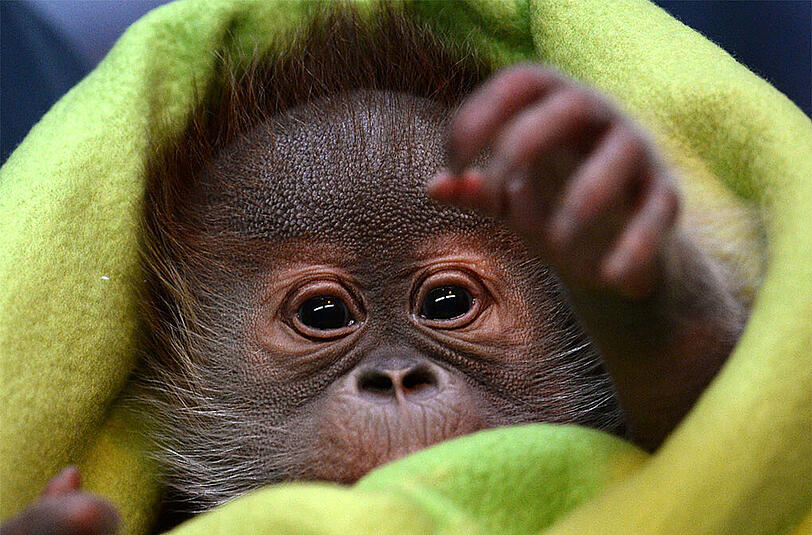 Das Orang-Utan-Baby Rieke verlässt den Berliner Zoo am Montag. Künftig soll es in einem Affen-Waisenhaus im englischen Dorset aufwachsen.