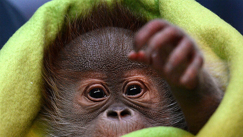 Das Orang-Utan-Baby Rieke verlässt den Berliner Zoo am Montag. Künftig soll es in einem Affen-Waisenhaus im englischen Dorset aufwachsen. Das Orang-Utan-Baby Rieke verlässt den Berliner Zoo am Montag. Künftig soll es in einem Affen-Waisenhaus im englischen Dorset aufwachsen.