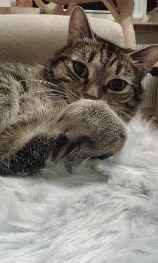 Cassy