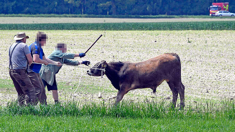 Wildwest an der A94: 17 entflohene Rindviecher hielten die "Cowboys" von Polizei und Feuerwehr stundenlang auf Trab. Die Bilder von der Stierhatz.