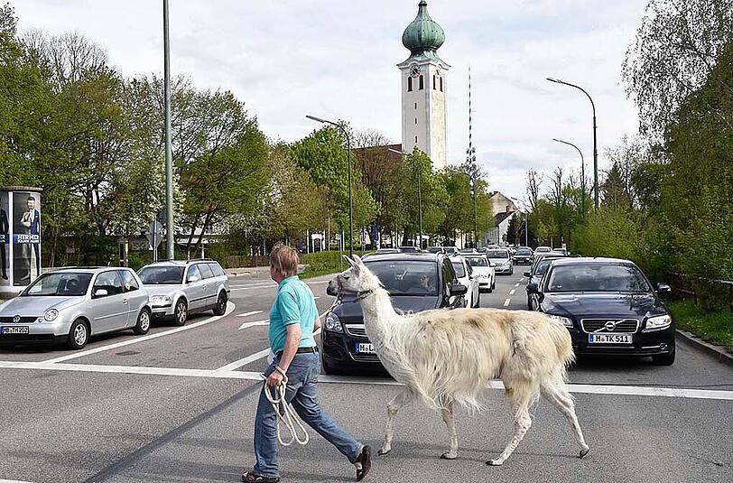 Was ist denn hier los? Mitten in Ramersdorf ging ein Zirkus-Mitarbeiter mit seinem Lama Gassi. Die Autofahrer staunten nicht schlecht.