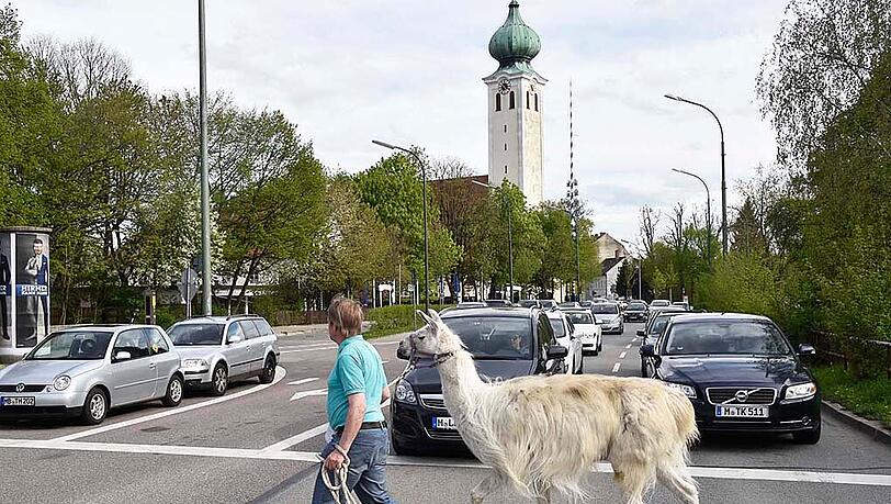 Was ist denn hier los? Mitten in Ramersdorf ging ein Zirkus-Mitarbeiter mit seinem Lama Gassi. Die Autofahrer staunten nicht schlecht. Was ist denn hier los? Mitten in Ramersdorf ging ein Zirkus-Mitarbeiter mit seinem Lama Gassi. Die Autofahrer staunten nicht schlecht.