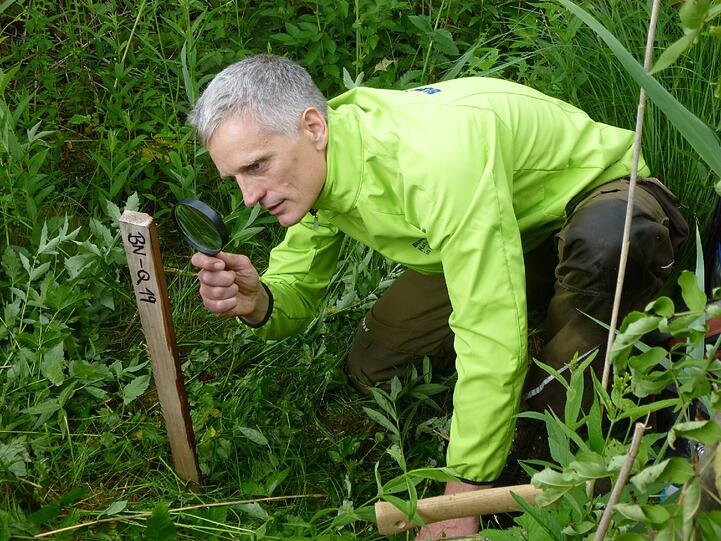 Mit einer großen Lupe sucht Martin Hänsel vom Bund Naturschutz nach Katzenhaaren am "Lockstock".