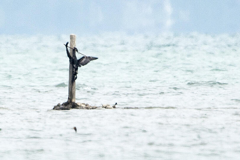 Ein an einen Pfahl gebundener toter Kormoran ist im Chiemsee zu sehen. Der Kormoran erregte die Gemüter in der Region und hat den Protest von Vogelschützern hervorgerufen.