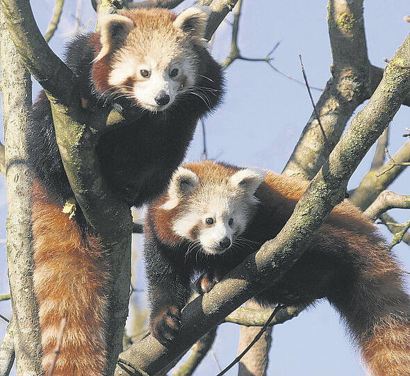 Wie Sikkim und Shiwa leben Kleine Pandas am liebsten in der sicheren Baumkrone &ndash; ihr Lieblingsplatz im Nürnberger Zoo.