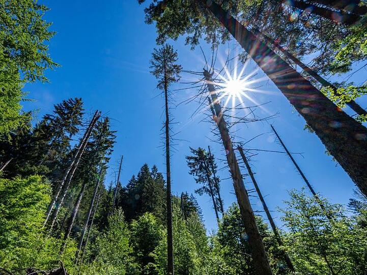 Bäume im Nationalpark Bayerischer Wald. Foto: Armin Weigel/dpa