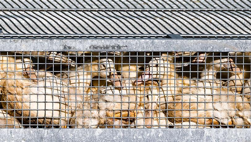 Laut Friedrich-Loeffler-Institut (FLI) kommen in Deutschland täglich Geflügelpest-Ausbrüche in Geflügelhaltungen hinzu. (Archivbild)