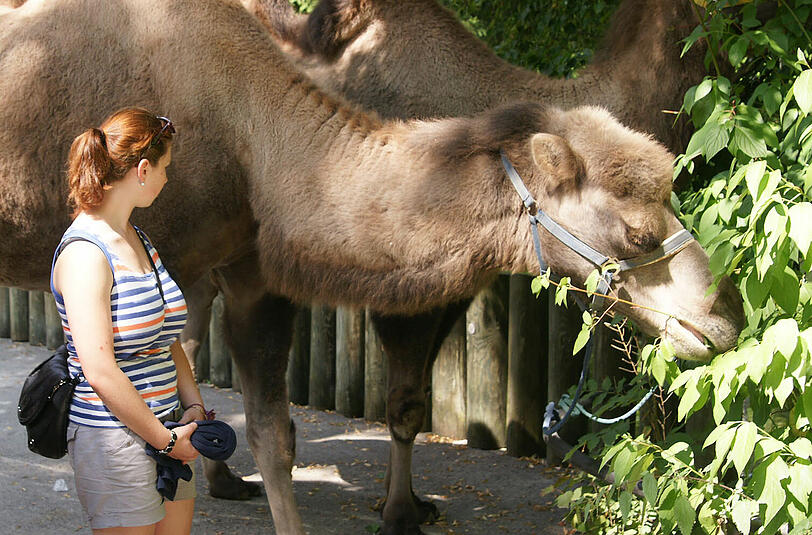 Eine Million Besucher zählte der Münchner Tierpark am Freitag, den 10. August, für 2012.