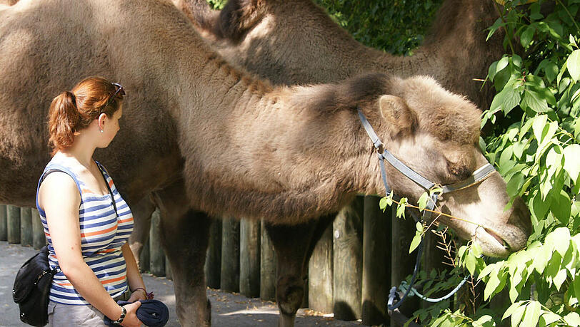 Eine Million Besucher zählte der Münchner Tierpark am Freitag, den 10. August, für 2012. Eine Million Besucher zählte der Münchner Tierpark am Freitag, den 10. August, für 2012.