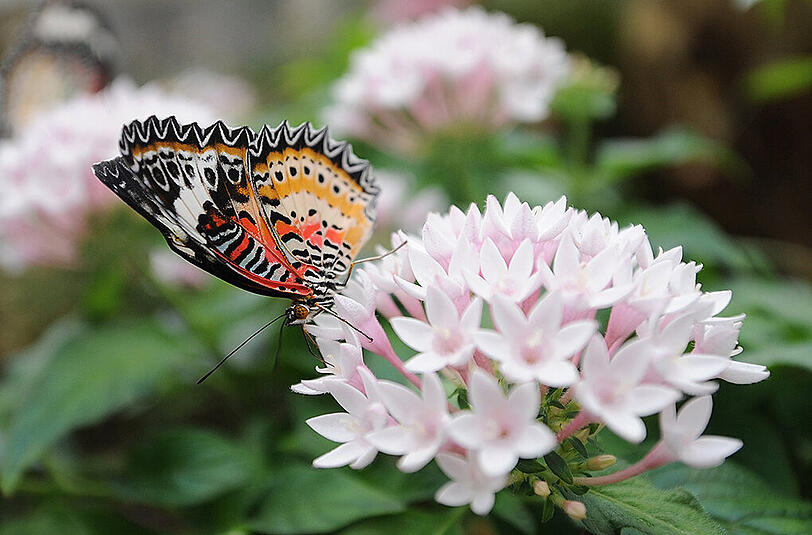 Ein Leoparden-Netzflügler im Botanischen Garten.