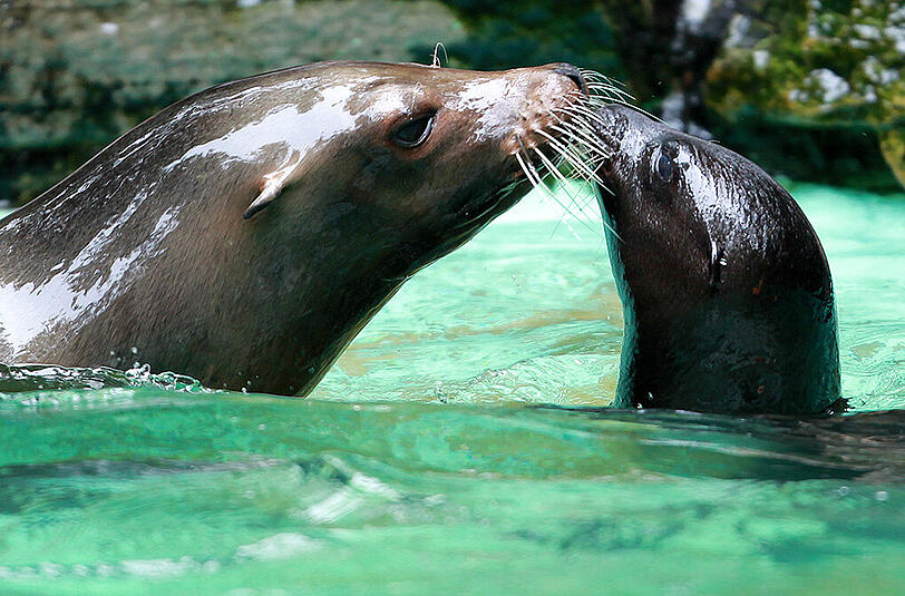 Seelöwin "Holly" (l) und ihr Jungtier "Fibi" am 28.07.2011 im Dortmunder Zoo.
