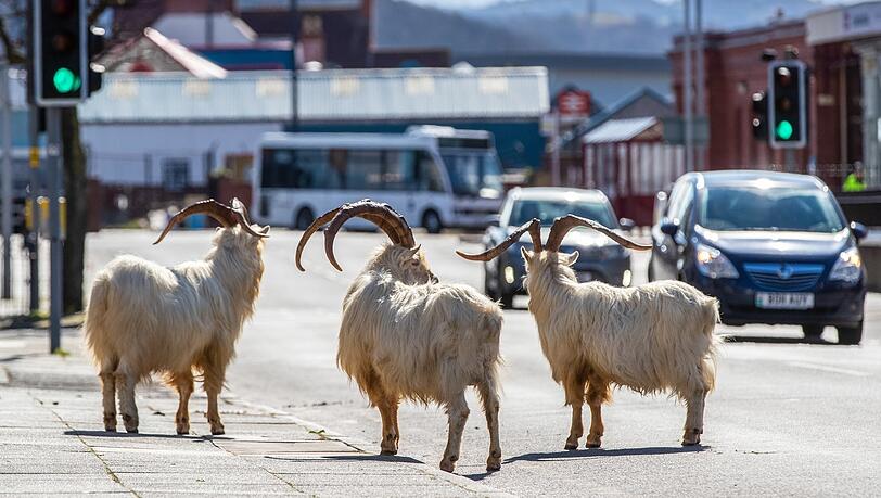 Endlich Spazierengehen wohin Tier will! Eine wilde Herde Kaschmirziegen vom Berg Great Orme erobert im April 2020 die Straßen von Llandudno im Norden von Wales. Endlich Spazierengehen wohin Tier will! Eine wilde Herde Kaschmirziegen vom Berg Great Orme erobert im April 2020 die Straßen von Llandudno im Norden von Wales.