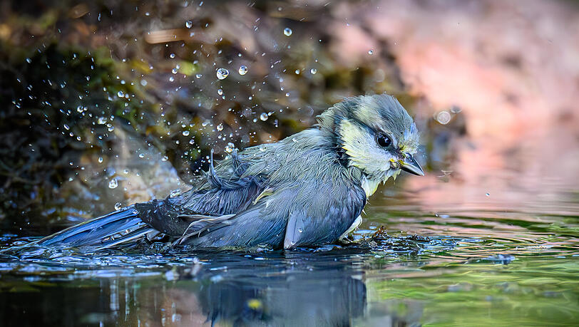 Ein Vogel kühlt sich ab: Aktuelle Wetter-Prognosen sagen eine neue Hitzewelle voraus. Ein Vogel kühlt sich ab: Aktuelle Wetter-Prognosen sagen eine neue Hitzewelle voraus.