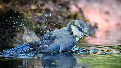 Ein Vogel k&uuml;hlt sich ab: Aktuelle Wetter-Prognosen sagen eine neue Hitzewelle voraus.