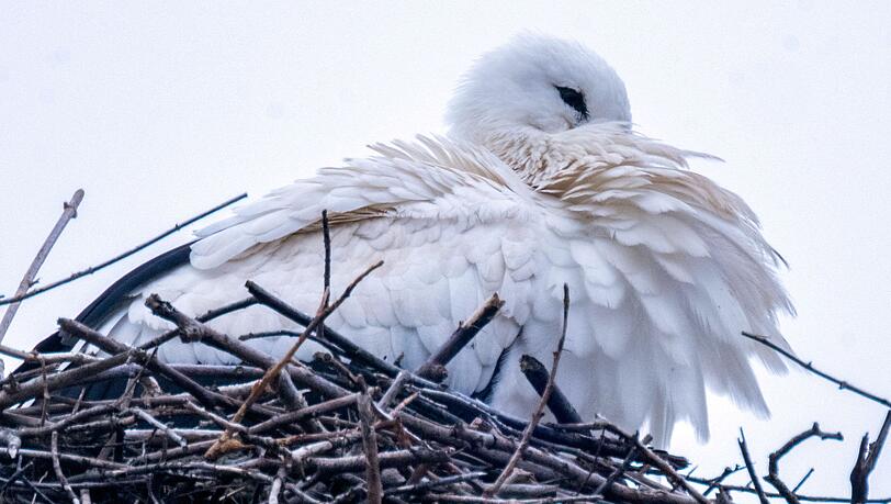 Um wenigstens einige Jungen durchzubringen, werfen manche Storchen-Eltern Küken aus dem Nest. (Archivbild)