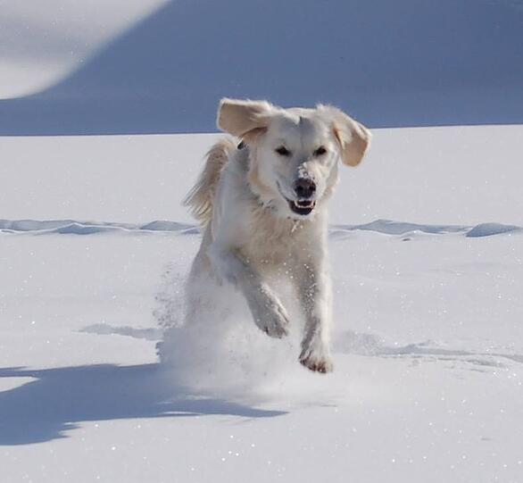 White Retriever "Funny"
