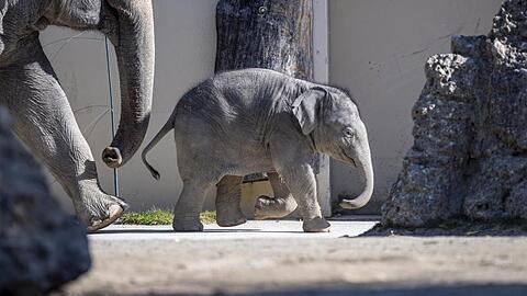 Der fast fünf Monate alte Elefant Otto läuft durch sein Gehege.