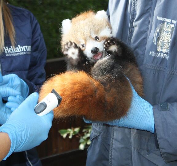 Von der Untersuchung gar nicht begeistert und trotzdem zuckersüß: die beiden Roten Pandababys.