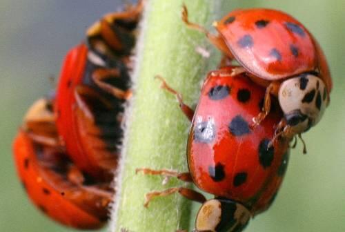 Asiatischer Marienkäfer