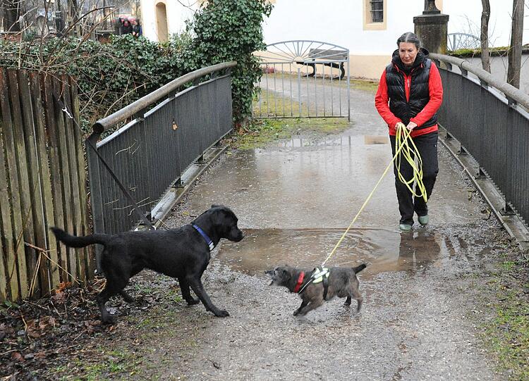 Rommy hat die Spur von Chester aufgenommen und zieht Frauchen Andrea Thiess-Blanke.