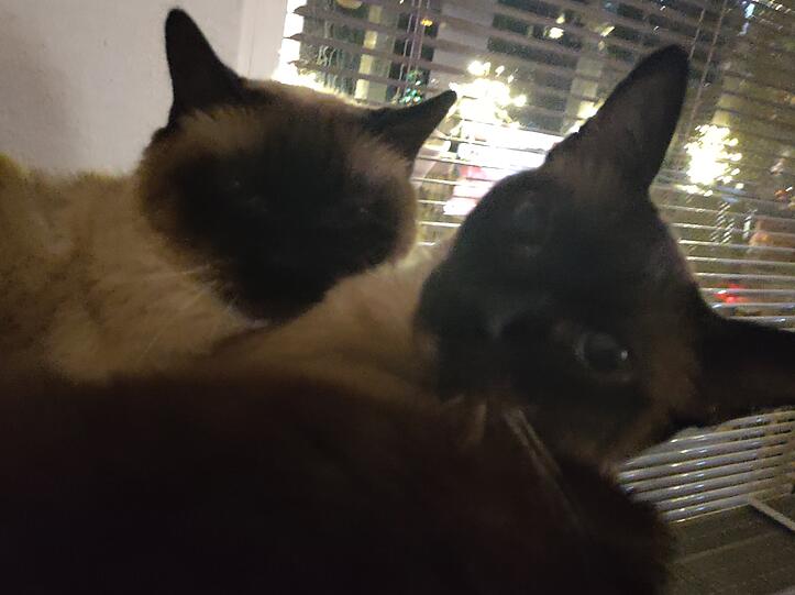 Siamkatzen Luis und Simba