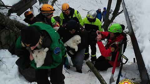 Drei Hundewelpen wurden lebendig aus den Trümmern geborgen.