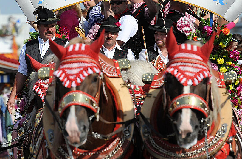 Die Hufen der Pferde von Hacker-Pschorr und Hofbräu seien während der Wiesn in schlechtem Zustand gewesen. (Archivbild)