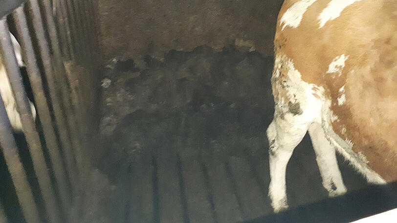 Der Kot im Stall wird nicht entsorgt. Die Kühe müssen teilweise in ihren Exkrementen stehen.