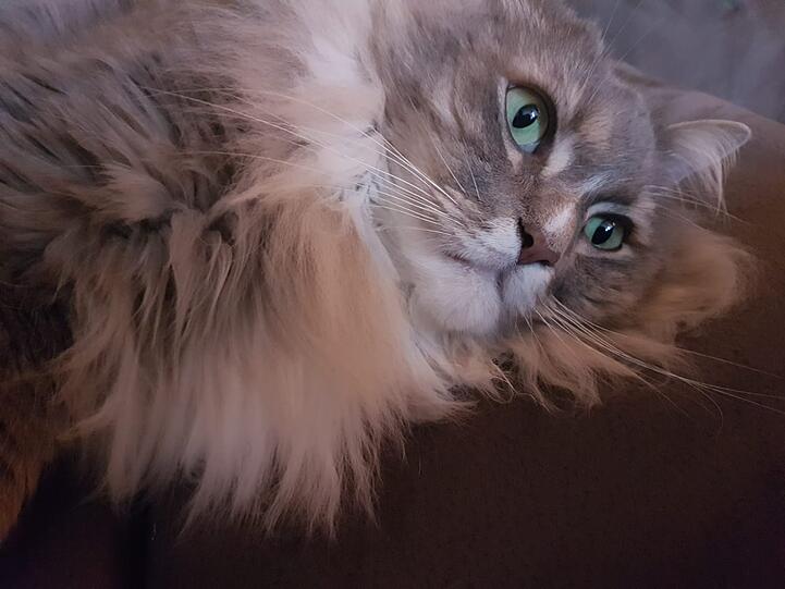 Monsieur Bärli