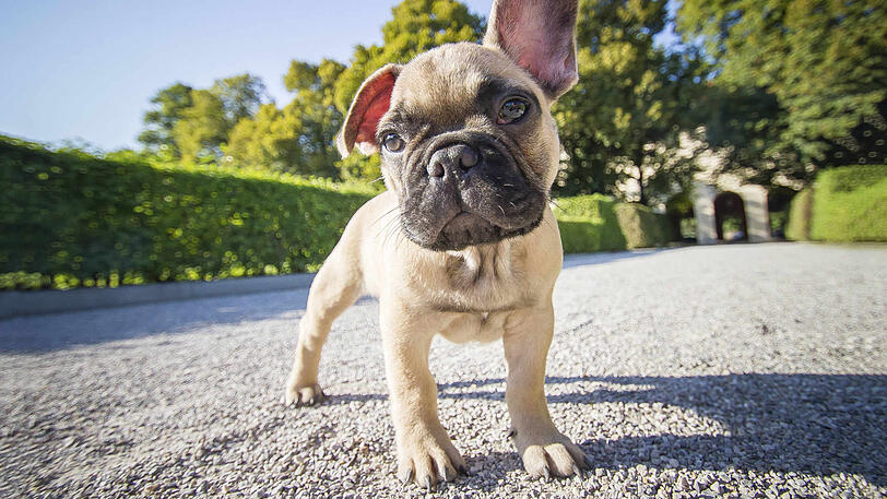 Bei dem angreifenden Hund handelte es sich um eine französische Bulldogge. (Symbolbild)