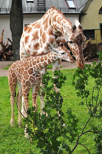 Das ca. 1,90 Meter grosse Giraffen-Maedchen kam vor zwoelf Wochen auf die Welt. Der Name Limber ist afrikanisch und bedeutet uebersetzt "grosse Freude"