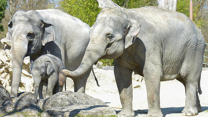 Derzeit eines der Highlights in Hellabrunn: Elefant Otto.
