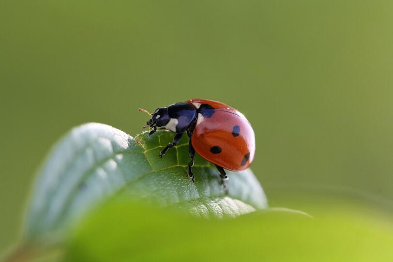 Deutlich vom Asiatischen Marienkäfer zu unterscheiden ist der Siebenpunkt-Marienkäfer: Der Name verrät, woran. Nicht nur, weil die Sieben als Glückszahl gilt, sondern vor allem, weil er verlässlich Schädlinge vernichtet, hat dieser Marienkäfer schon lange die Bedeutung eines Glücksbringers. Mittelalterliche Bauern sahen ihn als Geschenk der Heiligen Maria. Hierzulande gibt es an die 80 Arten von Marienkäfern. Deutlich vom Asiatischen Marienkäfer zu unterscheiden ist der Siebenpunkt-Marienkäfer: Der Name verrät, woran. Nicht nur, weil die Sieben als Glückszahl gilt, sondern vor allem, weil er verlässlich Schädlinge vernichtet, hat dieser Marienkäfer schon lange die Bedeutung eines Glücksbringers. Mittelalterliche Bauern sahen ihn als Geschenk der Heiligen Maria. Hierzulande gibt es an die 80 Arten von Marienkäfern.