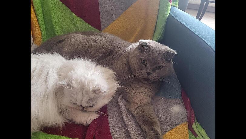 Zwei der Katzen, die an das Tierheim übergeben wurden. Zwei der Katzen, die an das Tierheim übergeben wurden.