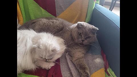 Zwei der Katzen, die an das Tierheim &uuml;bergeben wurden.
