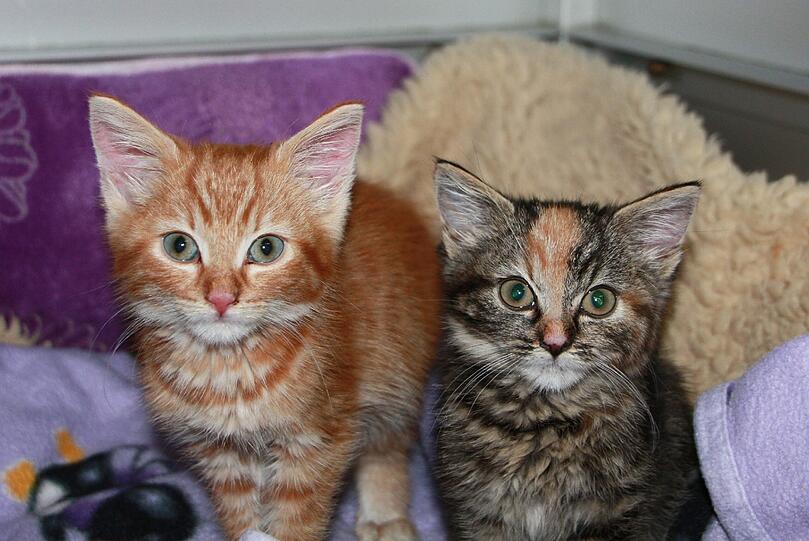 Ganz junge und ältere Katzen warten im Tierheim auf ein neues Zuhause - bis sie vermittelt werden, kosten sie den Tierschutzverein viel Geld. Deshalb gibt's jetzt eine Benefizveranstaltung.