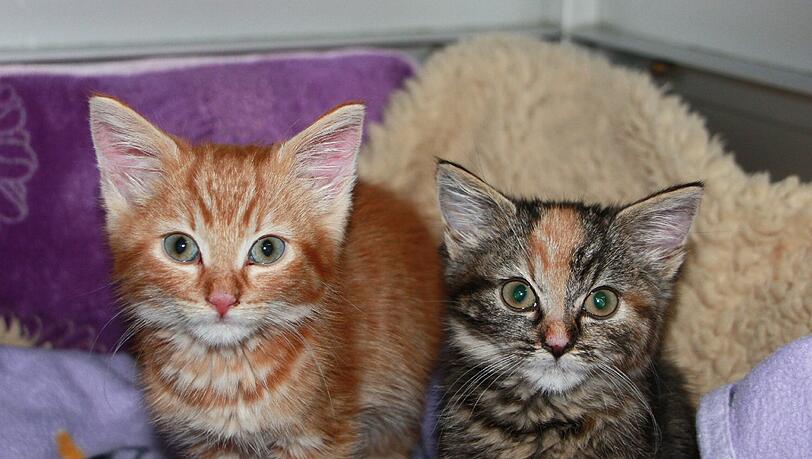 Ganz junge und ältere Katzen warten im Tierheim auf ein neues Zuhause - bis sie vermittelt werden, kosten sie den Tierschutzverein viel Geld. Deshalb gibt's jetzt eine Benefizveranstaltung. Ganz junge und ältere Katzen warten im Tierheim auf ein neues Zuhause - bis sie vermittelt werden, kosten sie den Tierschutzverein viel Geld. Deshalb gibt's jetzt eine Benefizveranstaltung.