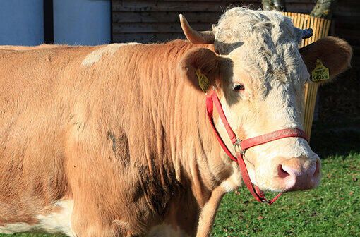 2011 - Kuh Yvonne: Zum Schlachter? Nicht mit Yvonne! Auch ein stattlicher Stier konnte sie nicht locken. Heute in Rente in Aiderbichl.